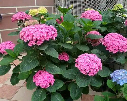 绣球花怎么养（绣球花的栽培技术）
