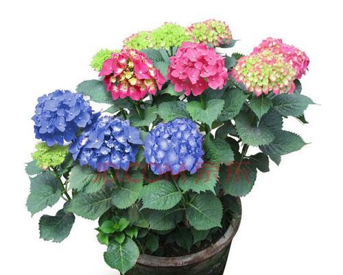 绣球花怎么养（绣球花的栽培技术）