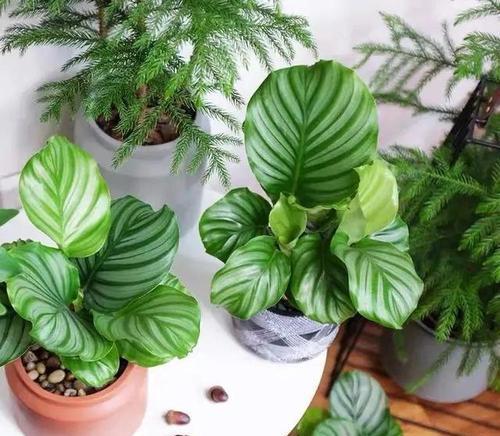 竹芋怎么养才能更旺盛（室内养竹芋的正确方法）