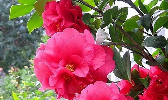 花期长的花有哪些（盘点四种花期最长的花）