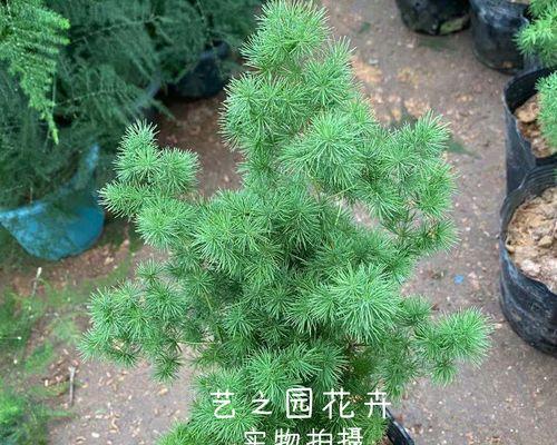 松树盆景怎么养（松树盆景的养护技巧）