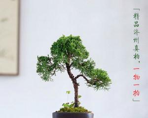 松树盆景怎么养（松树盆景的养护技巧）