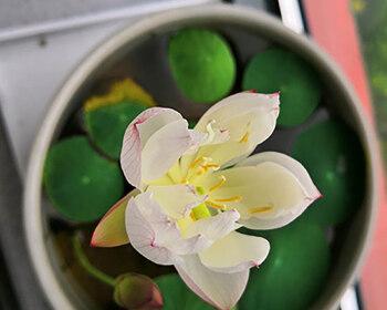 莲花怎么养才能开花（莲花养殖方法与技巧）