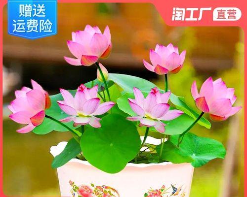 莲花怎么养才能开花（莲花养殖方法与技巧）