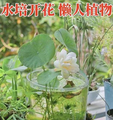 莲花怎么养才能开花（莲花养殖方法与技巧）