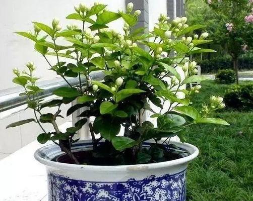 茉莉花怎么养（养茉莉花的技巧与方法）