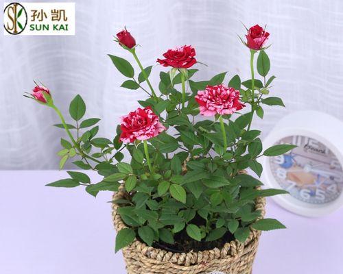 玫瑰盆栽怎么养（玫瑰花种植方法与技巧）
