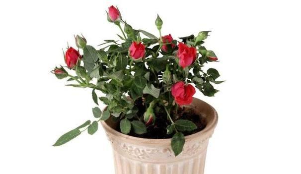 玫瑰盆栽怎么养（玫瑰花种植方法与技巧）