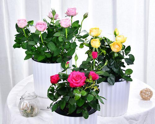 玫瑰盆栽怎么养（玫瑰花种植方法与技巧）