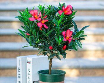茶花怎么养才长得好（茶花养殖方法和注意事项）
