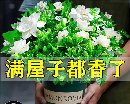 栀子花怎么养（栀子花的种植方法和技巧）