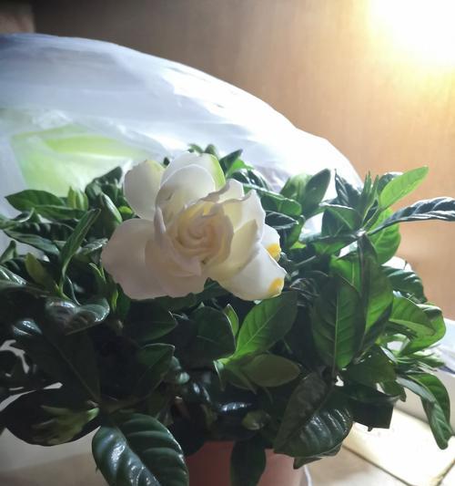 栀子花怎么养（栀子花的种植方法和技巧）