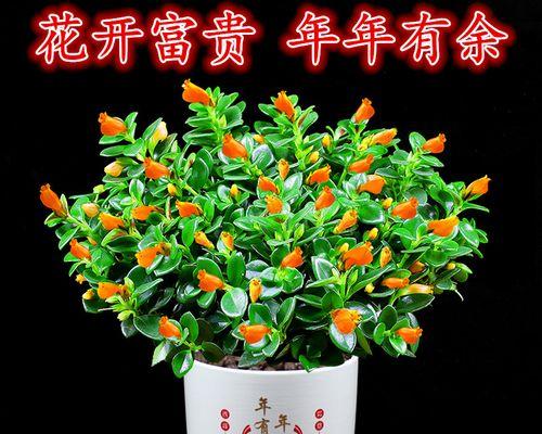 吊兰怎么养（吊兰的养护知识）