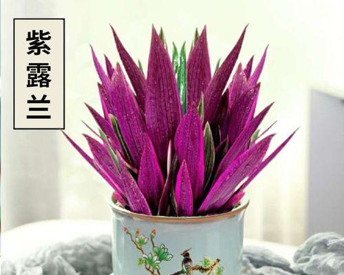 吊兰怎么养（吊兰的养护知识）