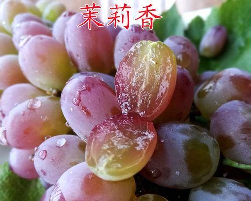 树苗怎么种植（大树苗种植方法和技术）