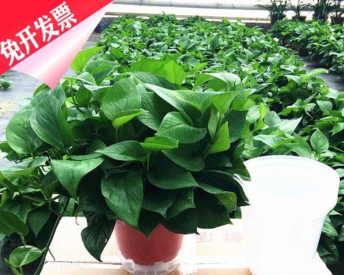 绿萝怎么养（有关绿萝养护小窍门）