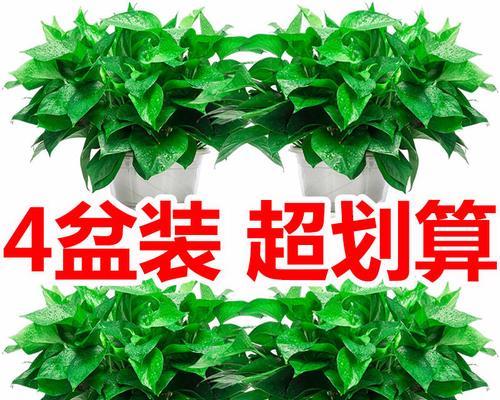 绿萝怎么养（有关绿萝养护小窍门）