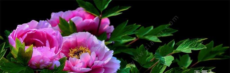 牡丹花怎么养（牡丹花的种植方法讲解）