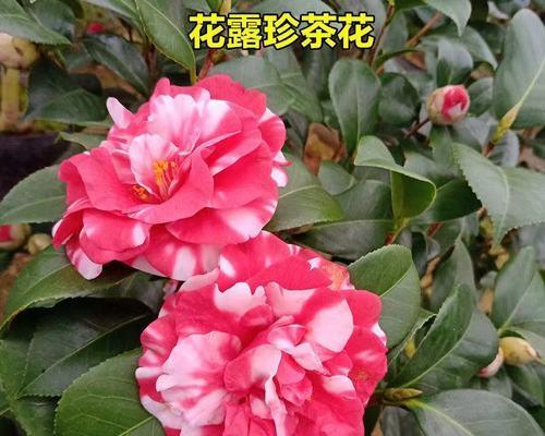 茶花怎么养殖（盆栽茶花的养殖方法和注意事项）