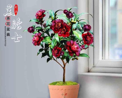茶花怎么养殖（盆栽茶花的养殖方法和注意事项）