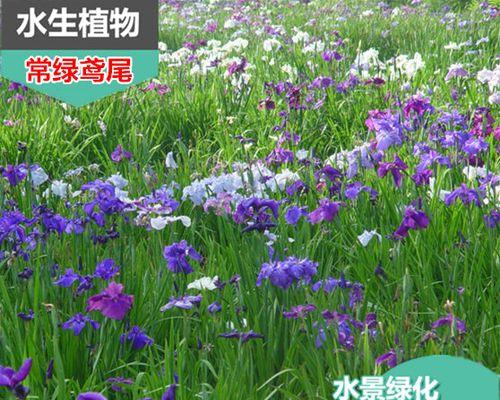 水生植物有哪些（盘点十种常见的水生植物）