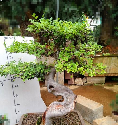 榆树盆景怎么养（盆栽榆树的养护小妙招）