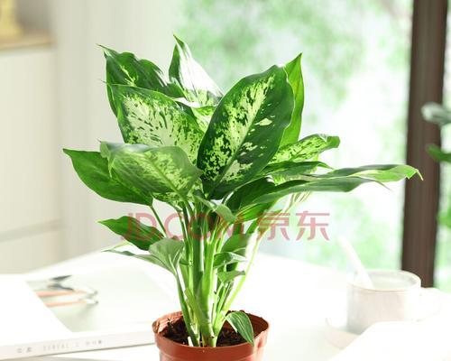 盆栽植物有哪些（室内植物盆景十大排名）