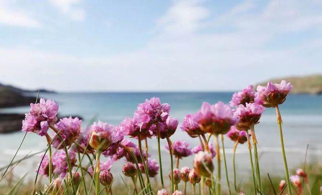 以海石竹的花语引领幸福生活（海石竹花语的意义和象征力）