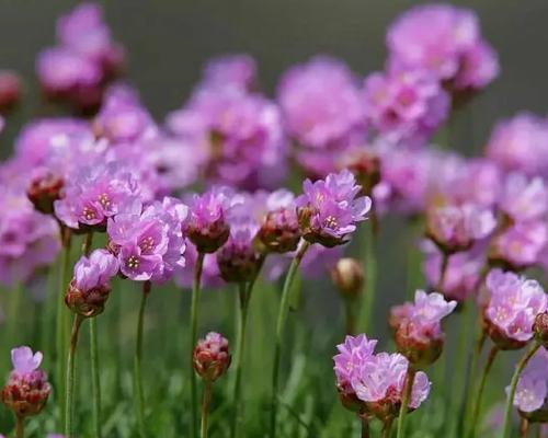 以海石竹的花语引领幸福生活（海石竹花语的意义和象征力）