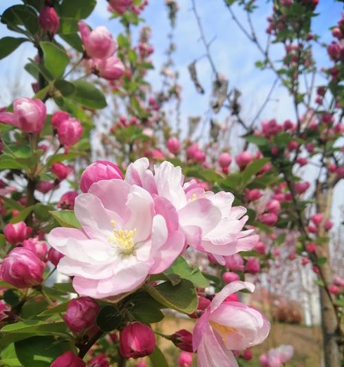 海棠花（激发感情的海棠花）