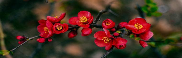 海棠花的象征意义与花语（探索海棠花的深层内涵）