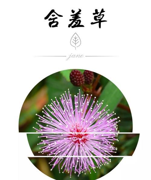 含羞草花语——深藏的温柔（感受自然的害羞与勇敢）
