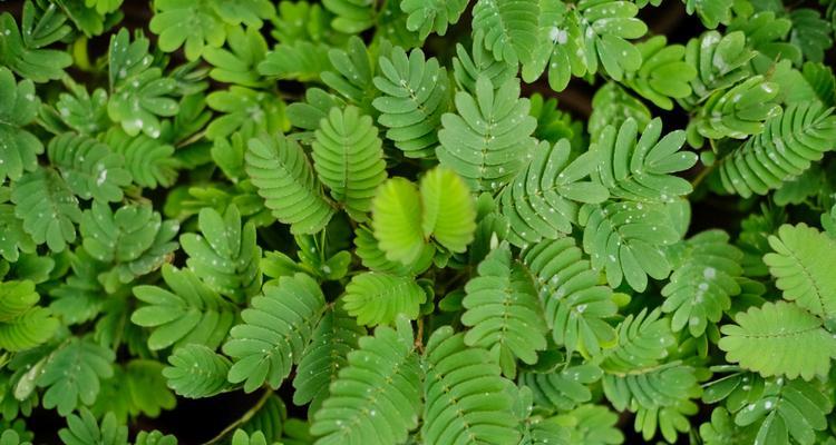 含羞草花语——深藏的温柔（感受自然的害羞与勇敢）