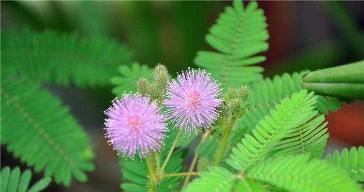 含羞草的花语与寓意（追寻内心的真诚与勇敢）