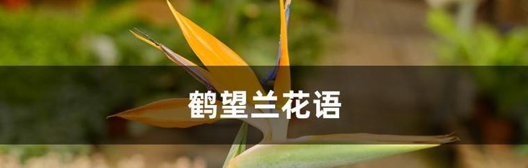 鹤望兰花语（在逆境中绽放的生命之花）
