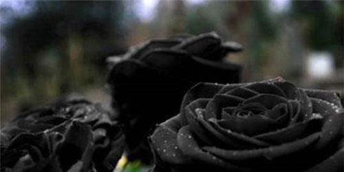 黑玫瑰的花语与寓意（探寻黑玫瑰的内涵和象征意义）