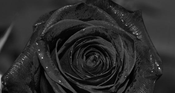 黑玫瑰花语（黑玫瑰）