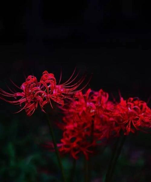 黑色彼岸花（探索黑色彼岸花的神秘诠释与意义）