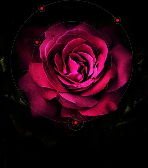 黑色玫瑰花语（深情沉思的黑色玫瑰）