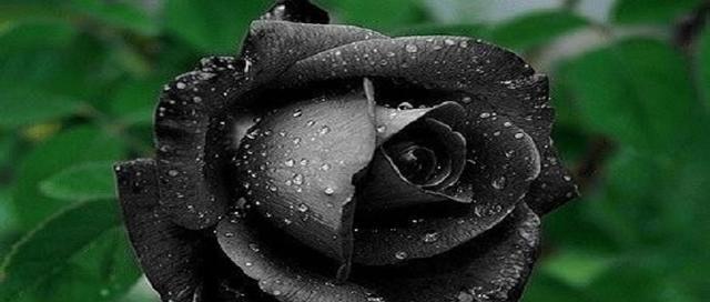 黑色玫瑰的象征意义（探究黑色玫瑰背后的寓意与美感）