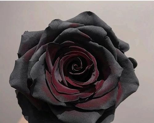 黑色玫瑰的花语（黑色玫瑰的花语解读及传说背后的意义）