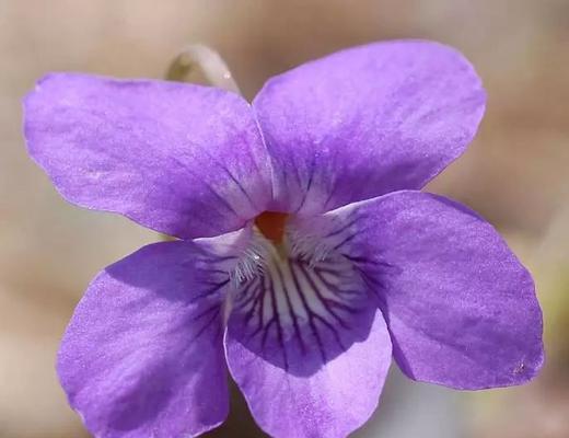 黑紫色马蹄莲的神秘花语（揭开黑紫色马蹄莲背后的意义与传说）