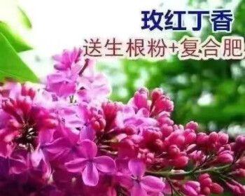 红丁香的象征寓意（美丽如花的情感之花）