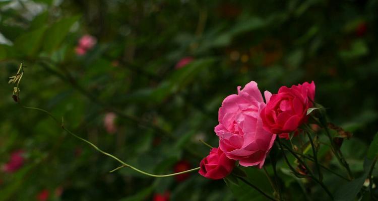 红蔷薇花语之美——花开花落的浪漫与坚强（红蔷薇花语的含义与传承）