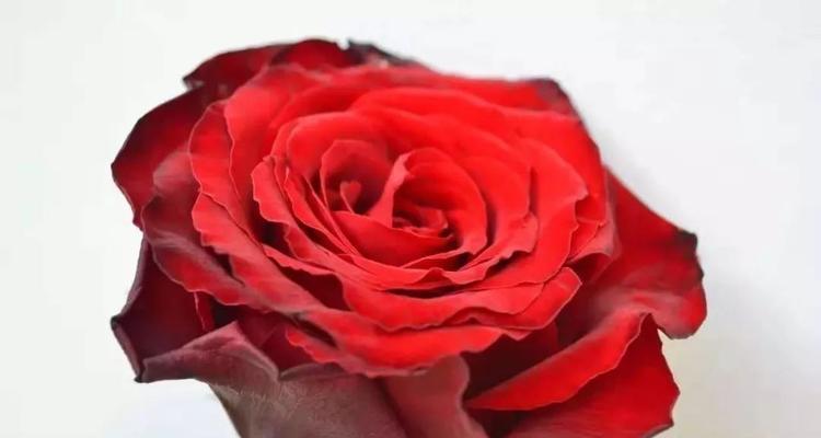 红色玫瑰花的浪漫花语（传递爱情与热情的红色玫瑰花）