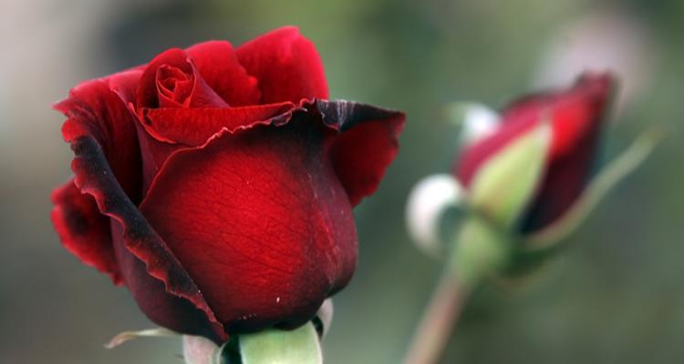 红色玫瑰的象征意义（红色玫瑰）