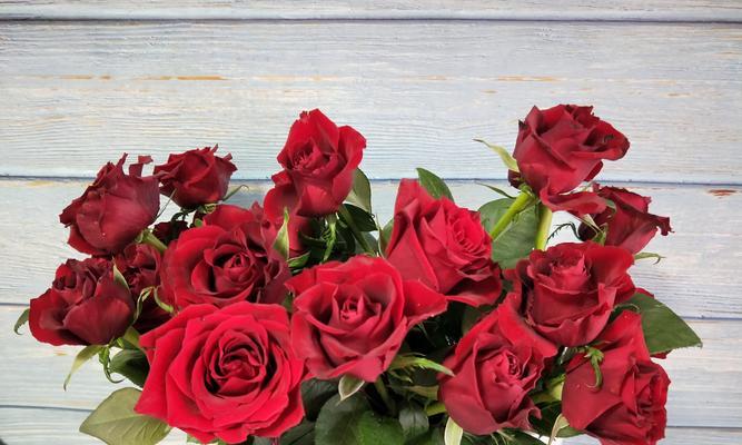 红色玫瑰花的象征意义（红色玫瑰花的浪漫与热情）