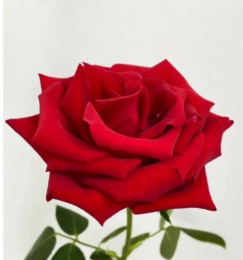 红色玫瑰的花语与寓意（探寻红色玫瑰的情感象征及文化内涵）