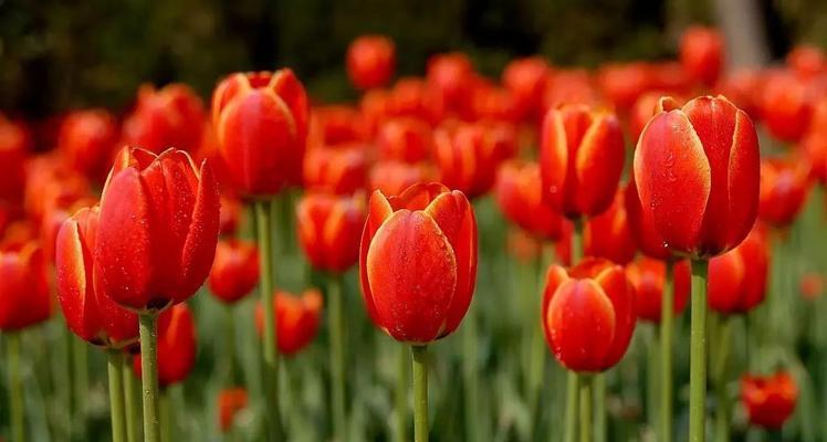 红色郁金香的美丽花语（用一朵红色郁金香诠释爱情与热情的花语）