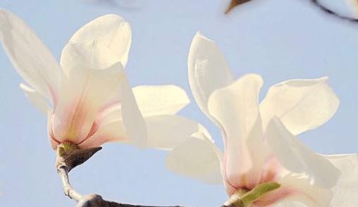 红玉兰花花语（红玉兰花的美丽与意义）